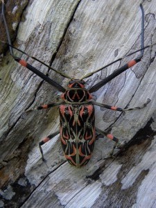 Arlequin de Cayenne (Acrocinus longimanus) (Coleoptera-Cerambycidae) 